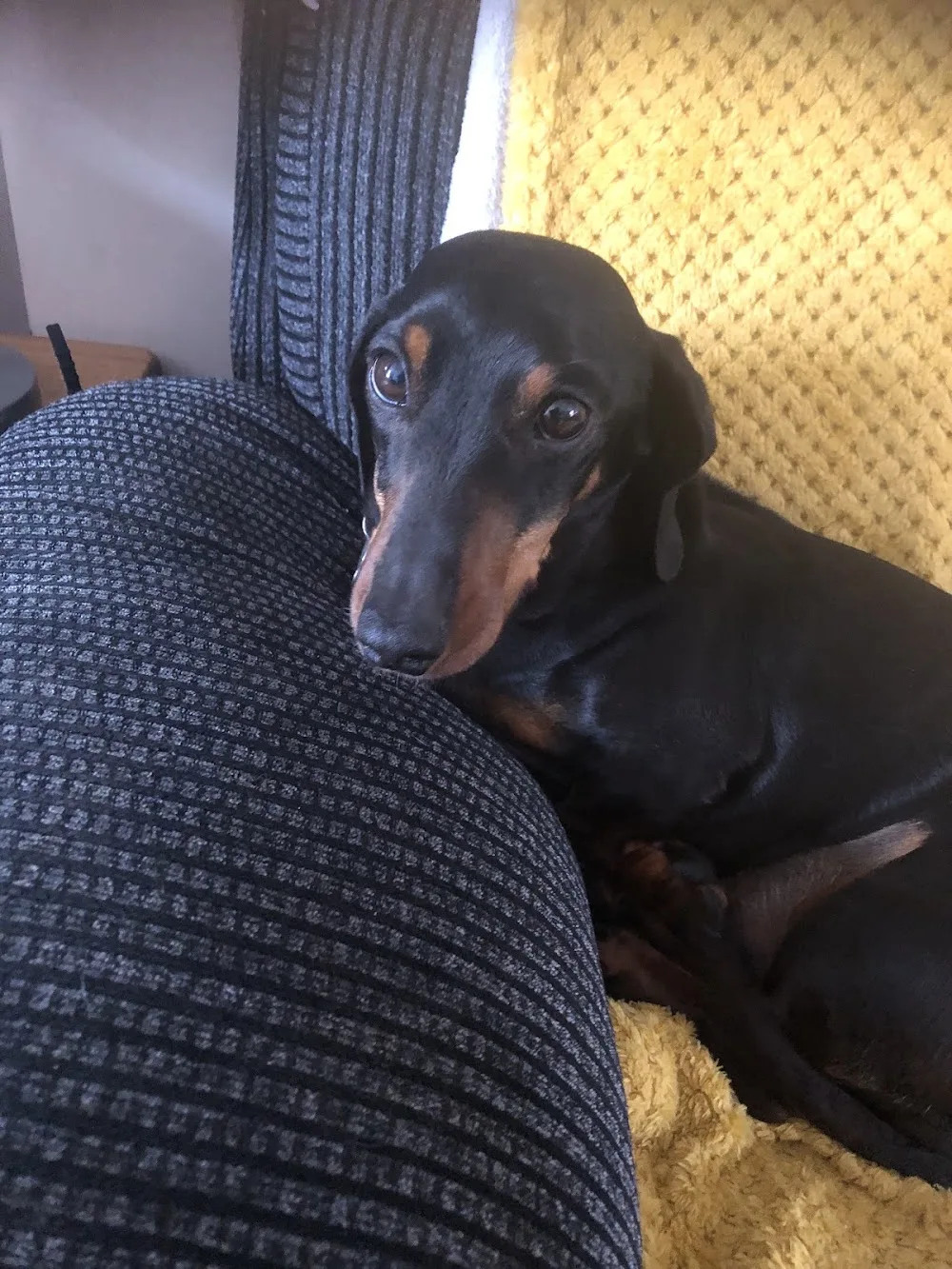 Hayes Hounds Hotel - St Albans pet otel