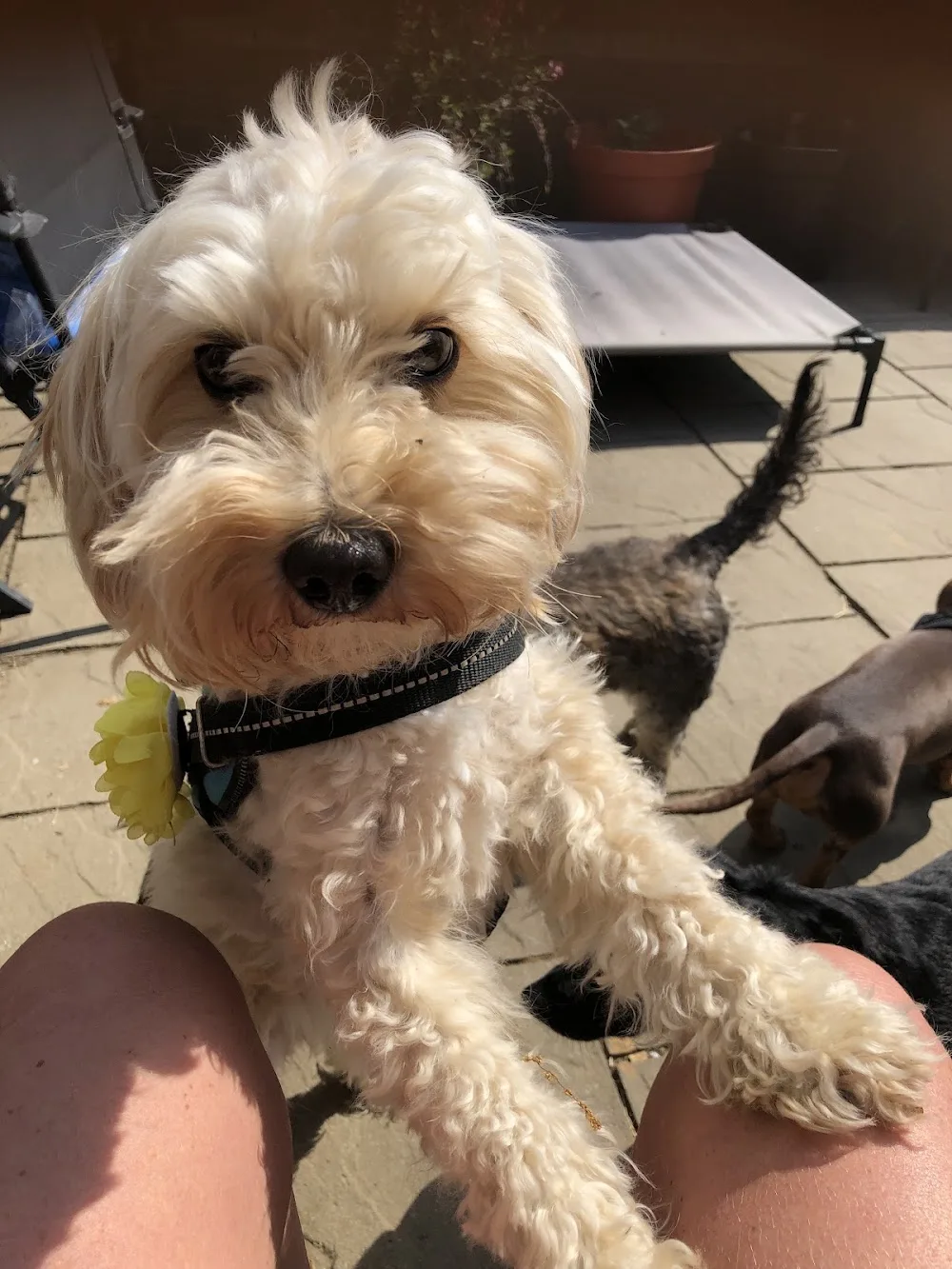 Hayes Hounds Hotel - St Albans pet otel görseli 3