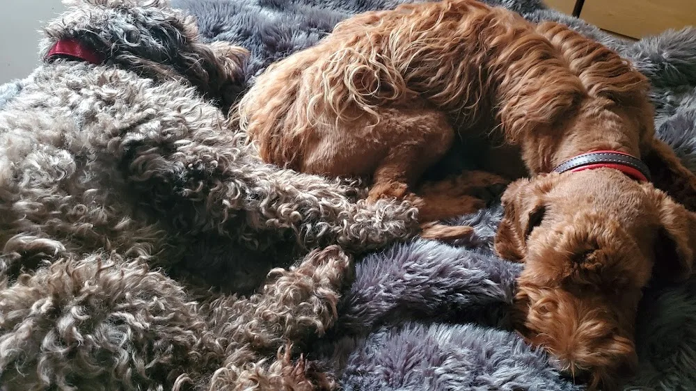 Sarahs Dog Boarding & Daycare St albans - St Albans pet otel