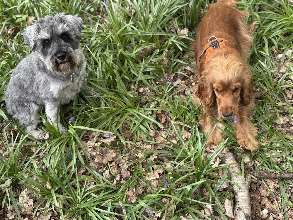 Sarahs Dog Boarding & Daycare St albans - St Albans pet otel görseli 3