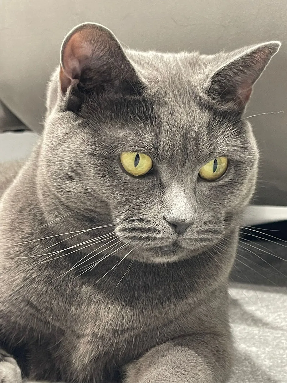 The Cat Butler - Cat Sitting Service, Cattery Alternative - St Albans pet otel
