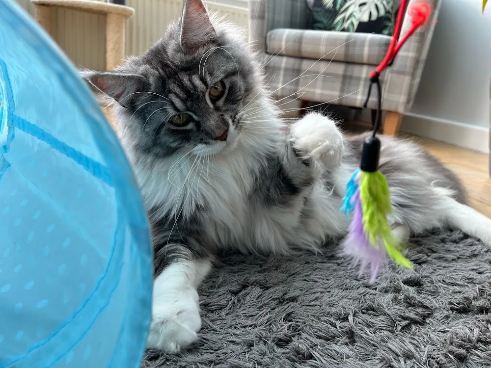 The Cat Butler - Cat Sitting Service, Cattery Alternative - St Albans pet otel görseli 3