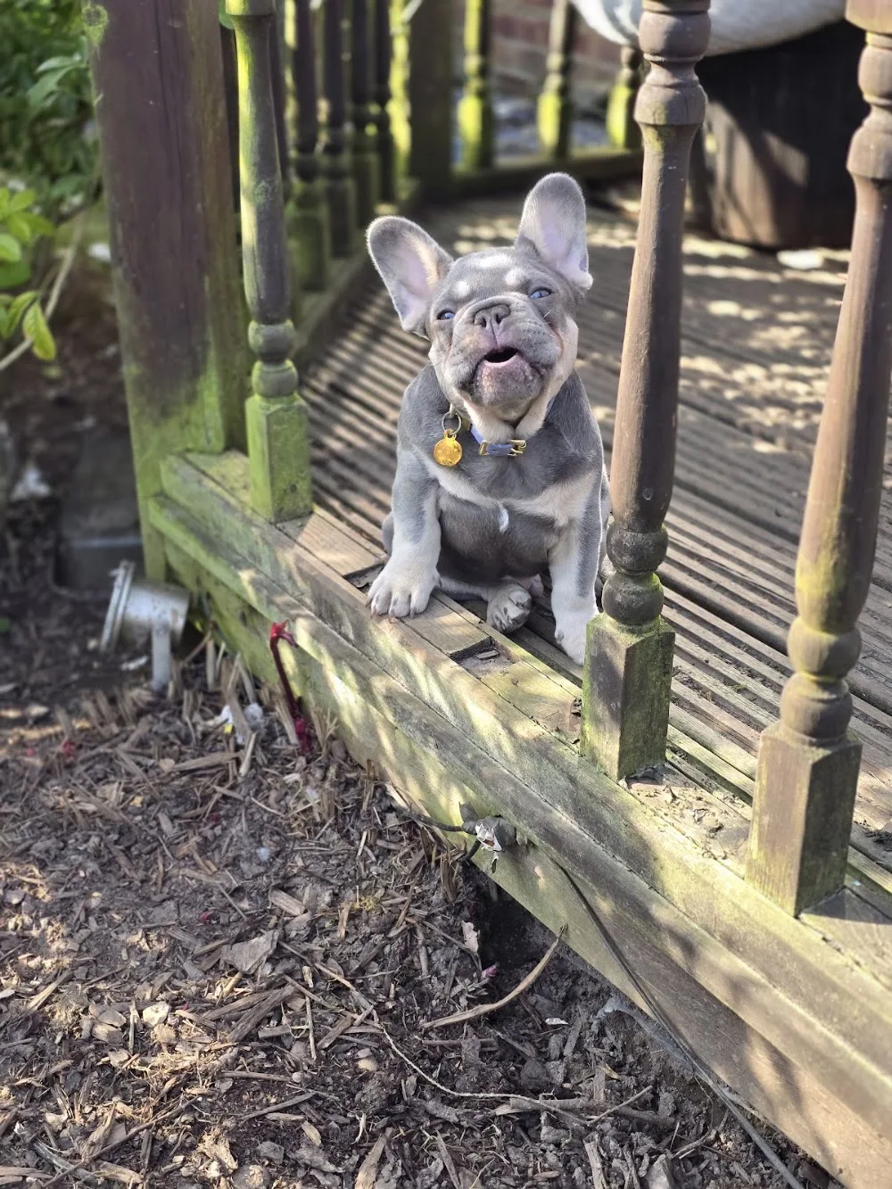 The Wag House dog boarding/day care - St Albans pet otel