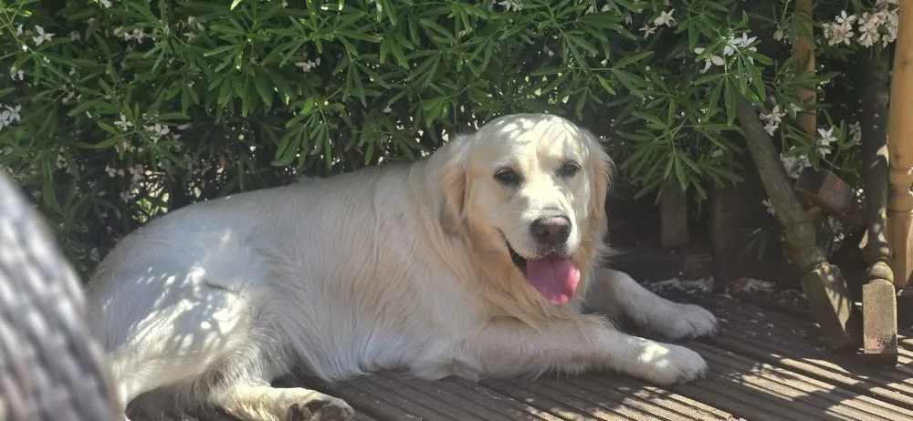 The Wag House dog boarding/day care - St Albans pet otel görseli 3