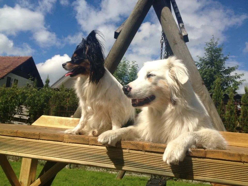 Hundepension "klein aber fein" - St. Gallenkirch pet otel görseli 5