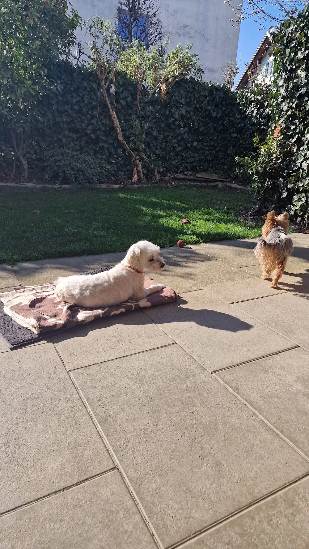 Hundepension littlefamily - Andrea Troppe - St. Gallenkirch pet otel görseli 2