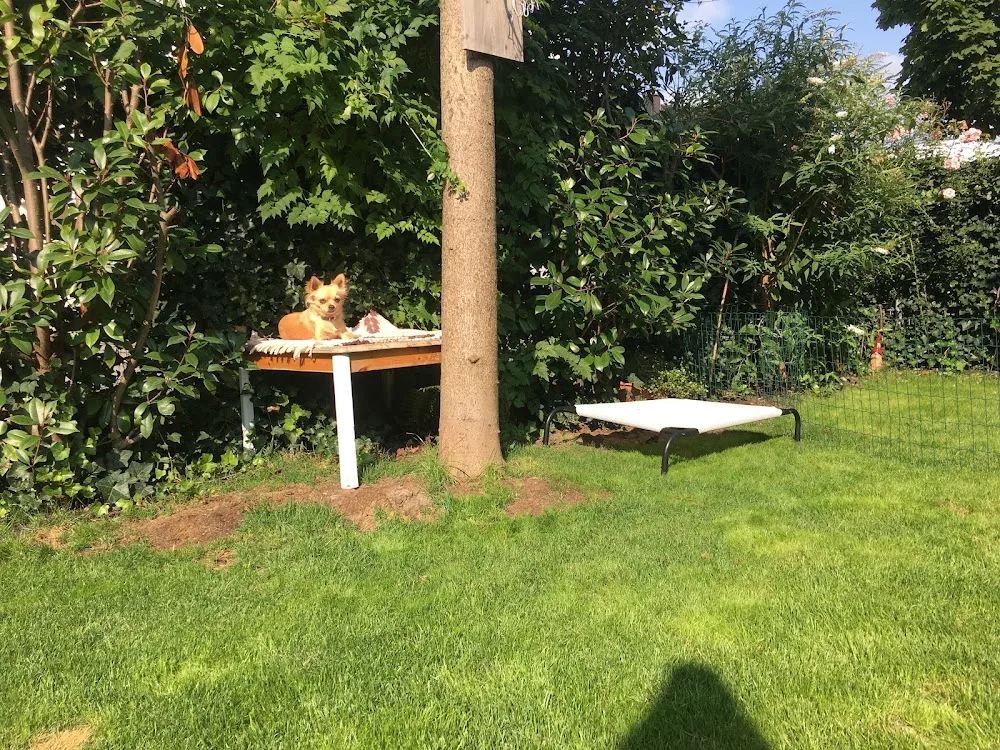 Hundepension littlefamily - Andrea Troppe - St. Gallenkirch pet otel görseli 7