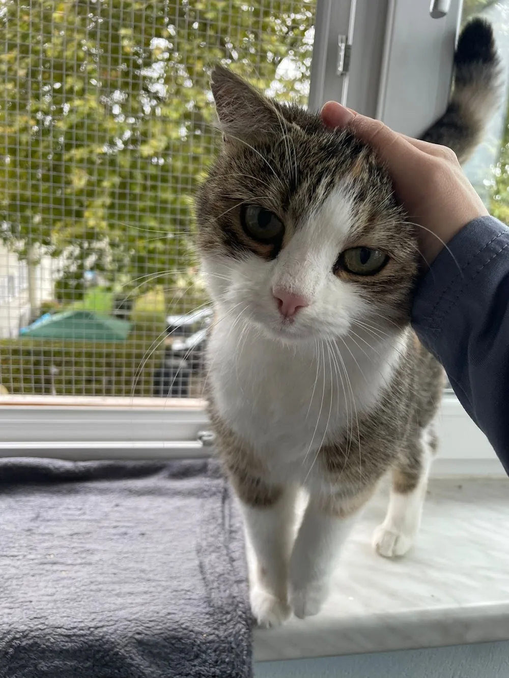 Katzenpension Fürst - St. Gallenkirch pet otel görseli 3