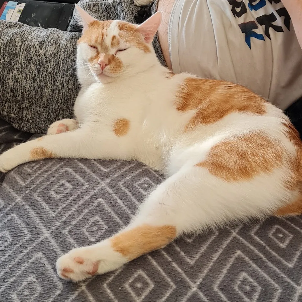 Katzenpension Mikesch - St. Gallenkirch pet otel görseli 6