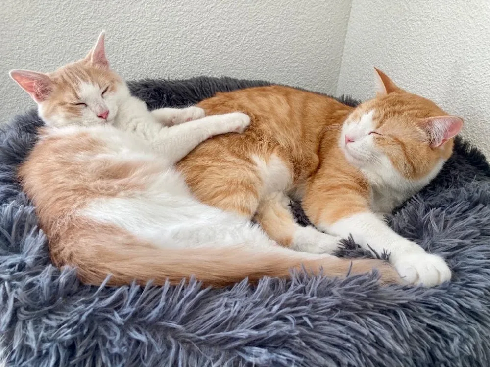 Katzenpension Mikesch - St. Gallenkirch pet otel görseli 7