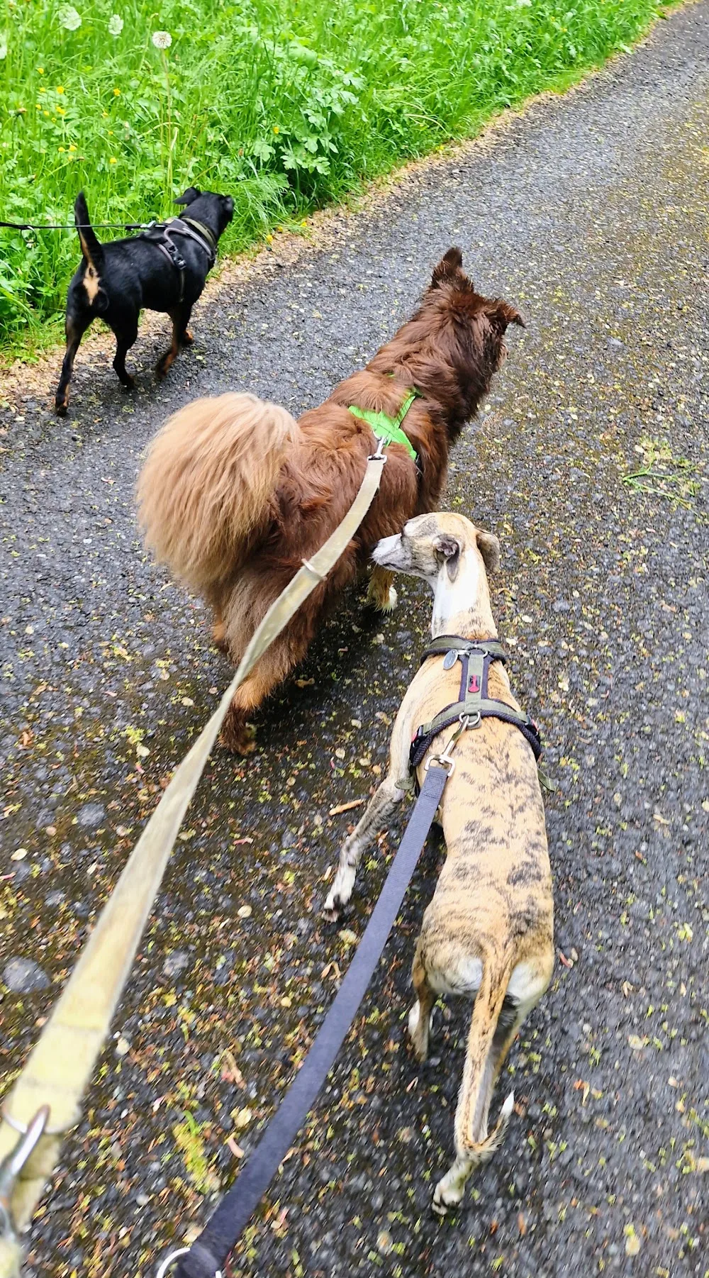 Kordula Hundesitting - St. Gallenkirch pet otel görseli 6