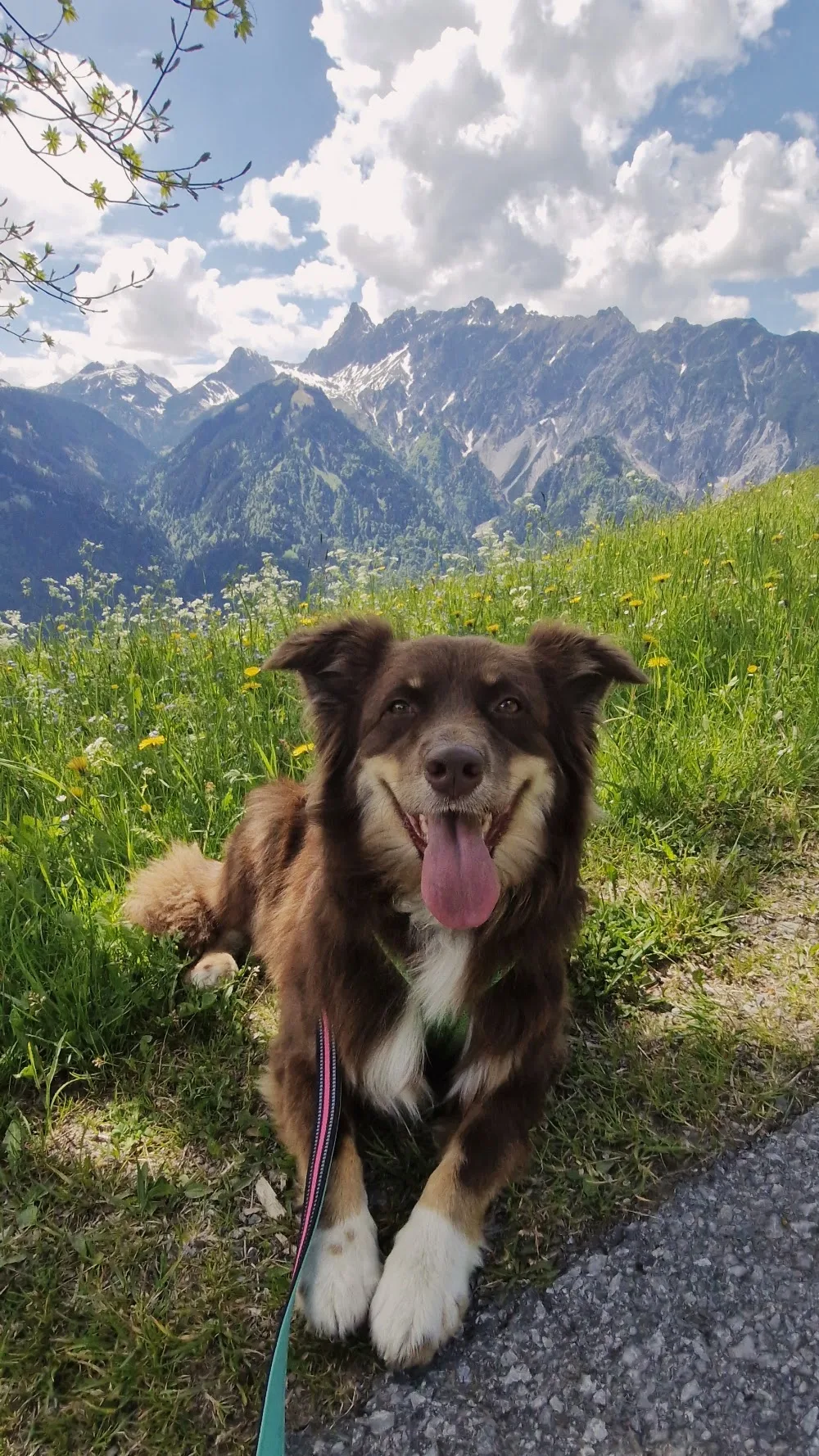 Kordula Hundesitting - St. Gallenkirch pet otel görseli 7