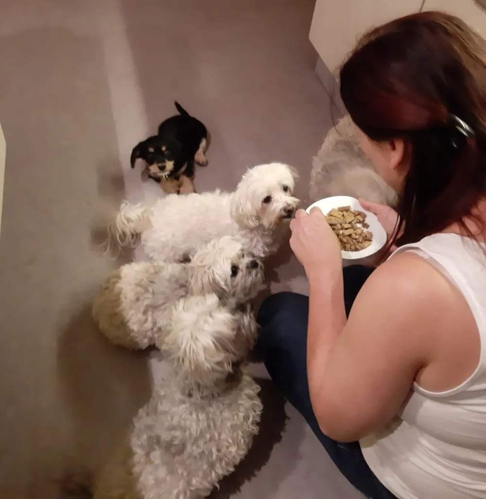 Tanja's Schoßhundepension - St. Gallenkirch pet otel görseli 6