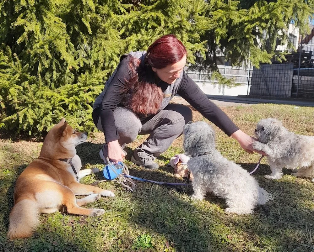 Tanja's Schoßhundepension - St. Gallenkirch pet otel görseli 7