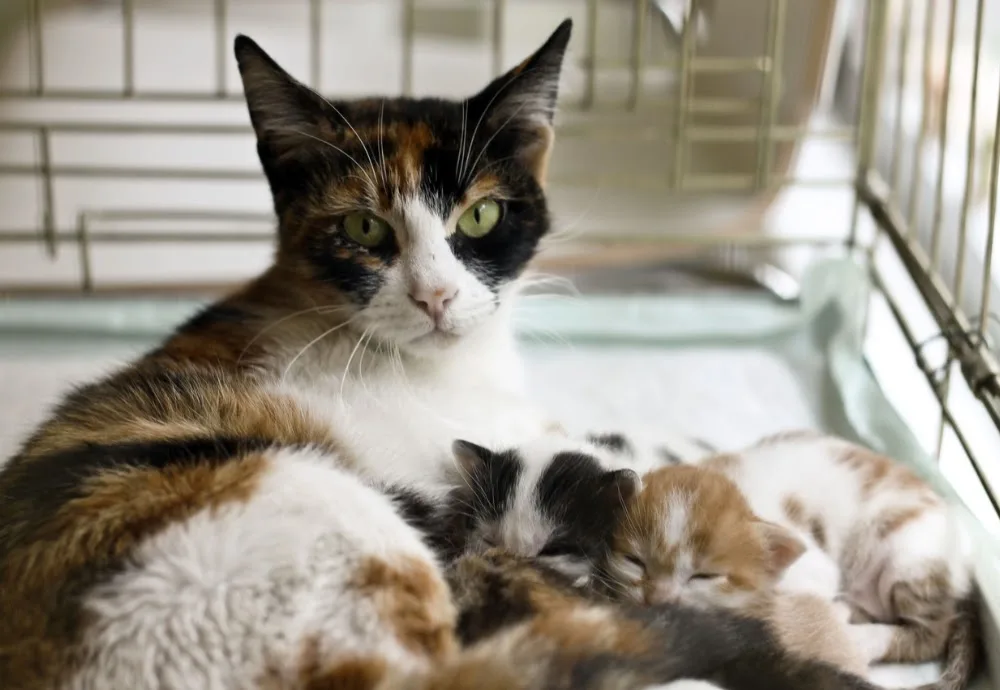 Acre Farm Cattery - Staffordshire pet otel