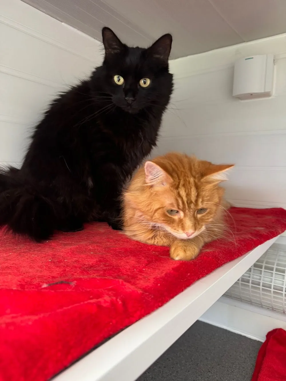 Acre Farm Cattery - Staffordshire pet otel görseli 3