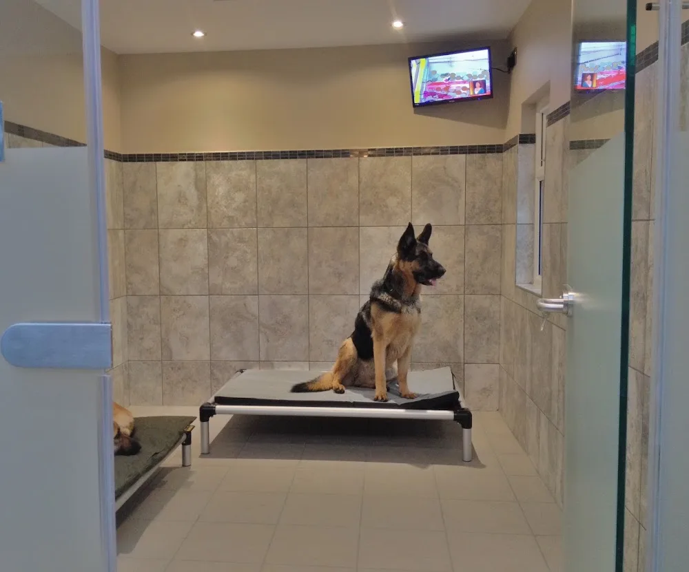 Audley Lodge Luxury Boarding Kennels / Pet Hotel - Staffordshire pet otel
