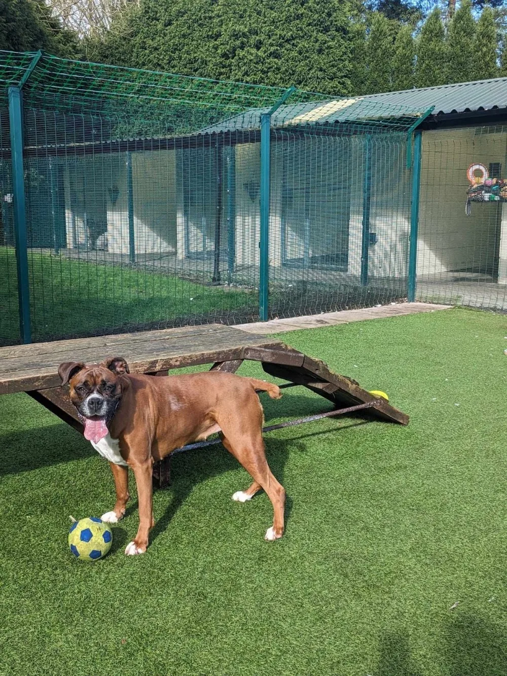 Audley Lodge Luxury Boarding Kennels / Pet Hotel - Staffordshire pet otel görseli 3