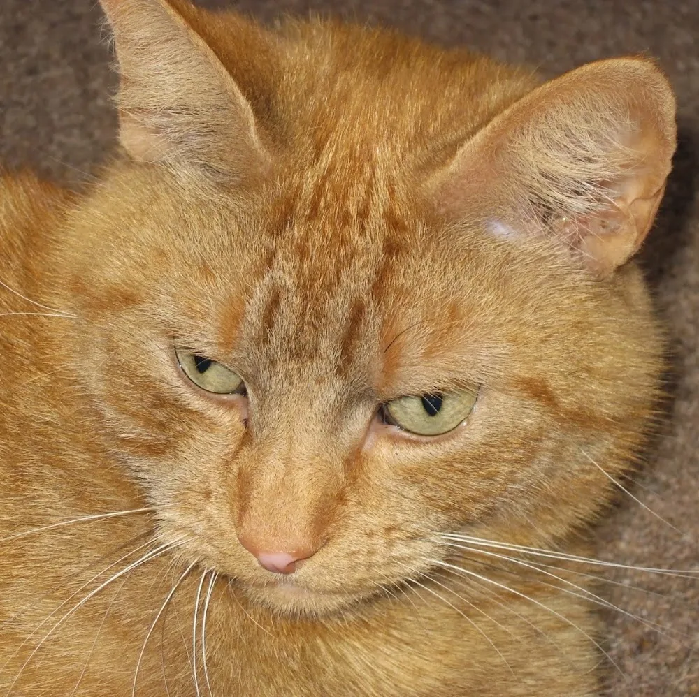 Brockton Mews Cats Hotel - Staffordshire pet otel