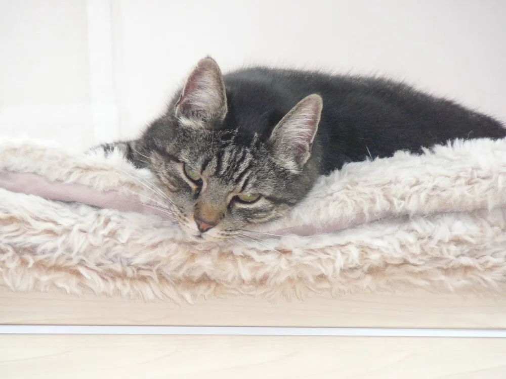 Bromley Hayes Cattery - Staffordshire pet otel