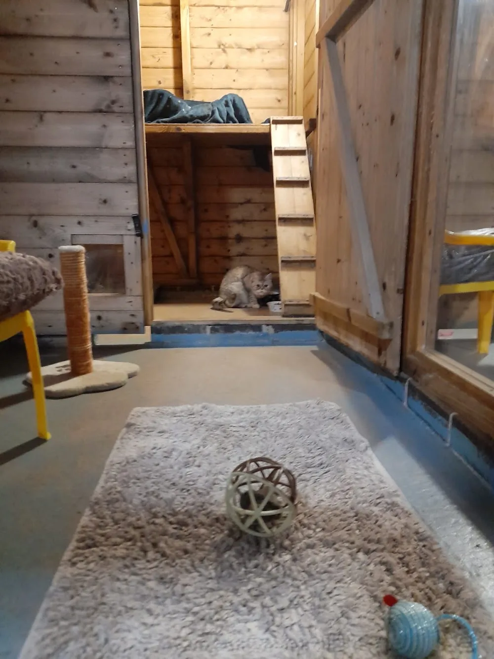 Cat's Pyjamas - Staffordshire pet otel görseli 3