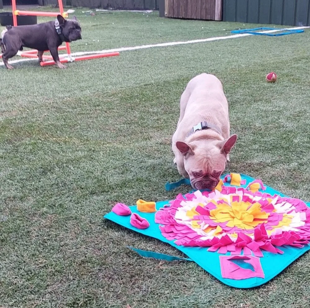 FM Boarding Kennels - Staffordshire pet otel görseli 3