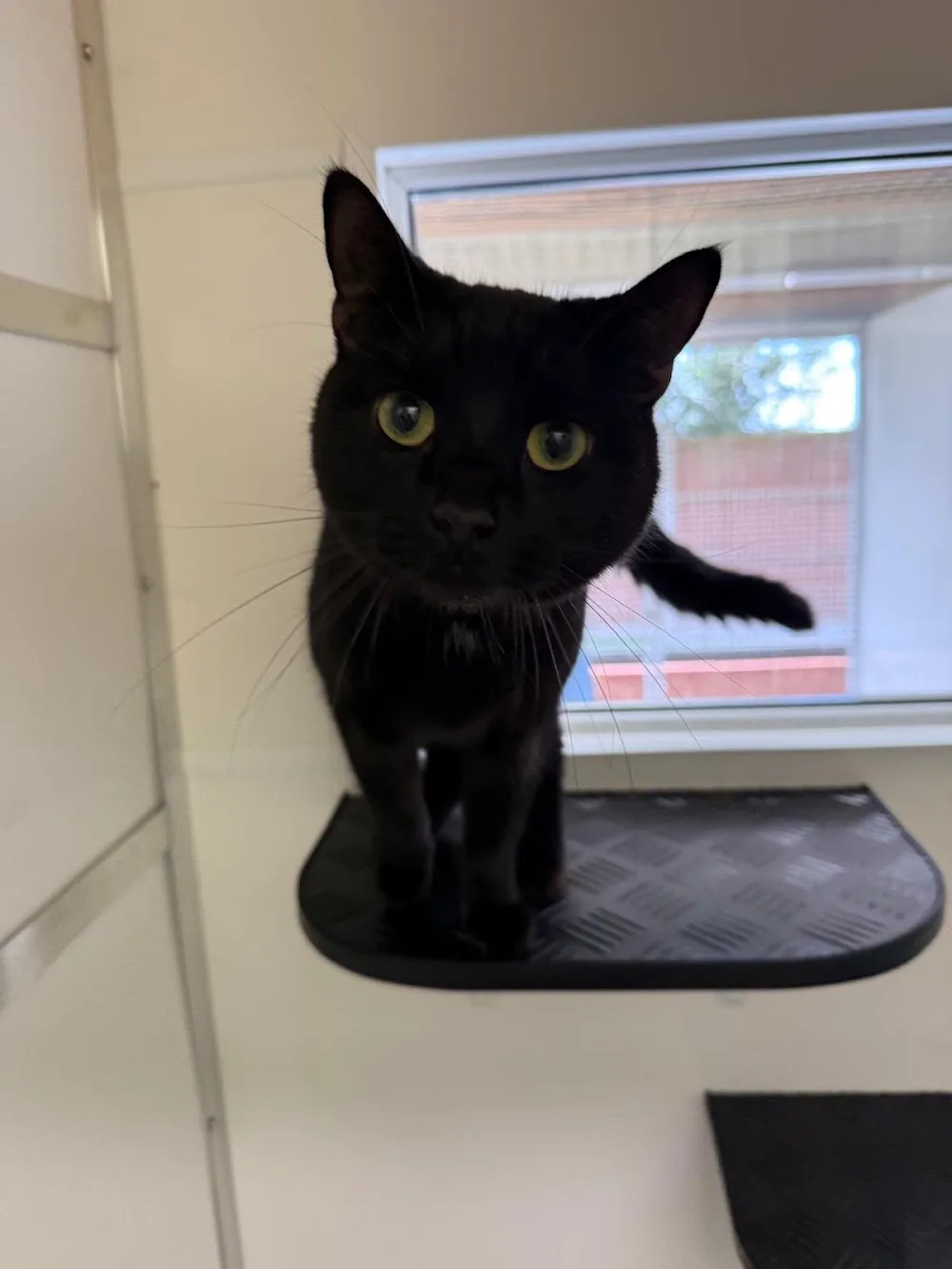 Gorsty Hill Cattery - Staffordshire pet otel