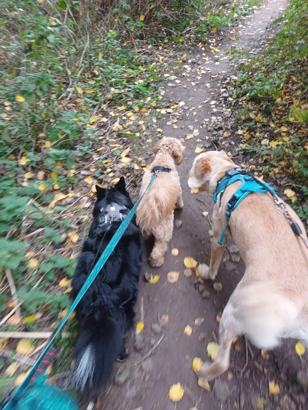 Happy Hounds Holiday Home Boarding - Staffordshire pet otel görseli 3