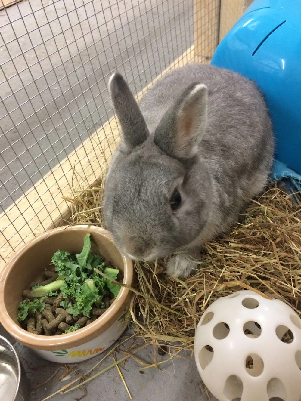 Hawthorne Bunny and Small Pet Hotel - Staffordshire pet otel