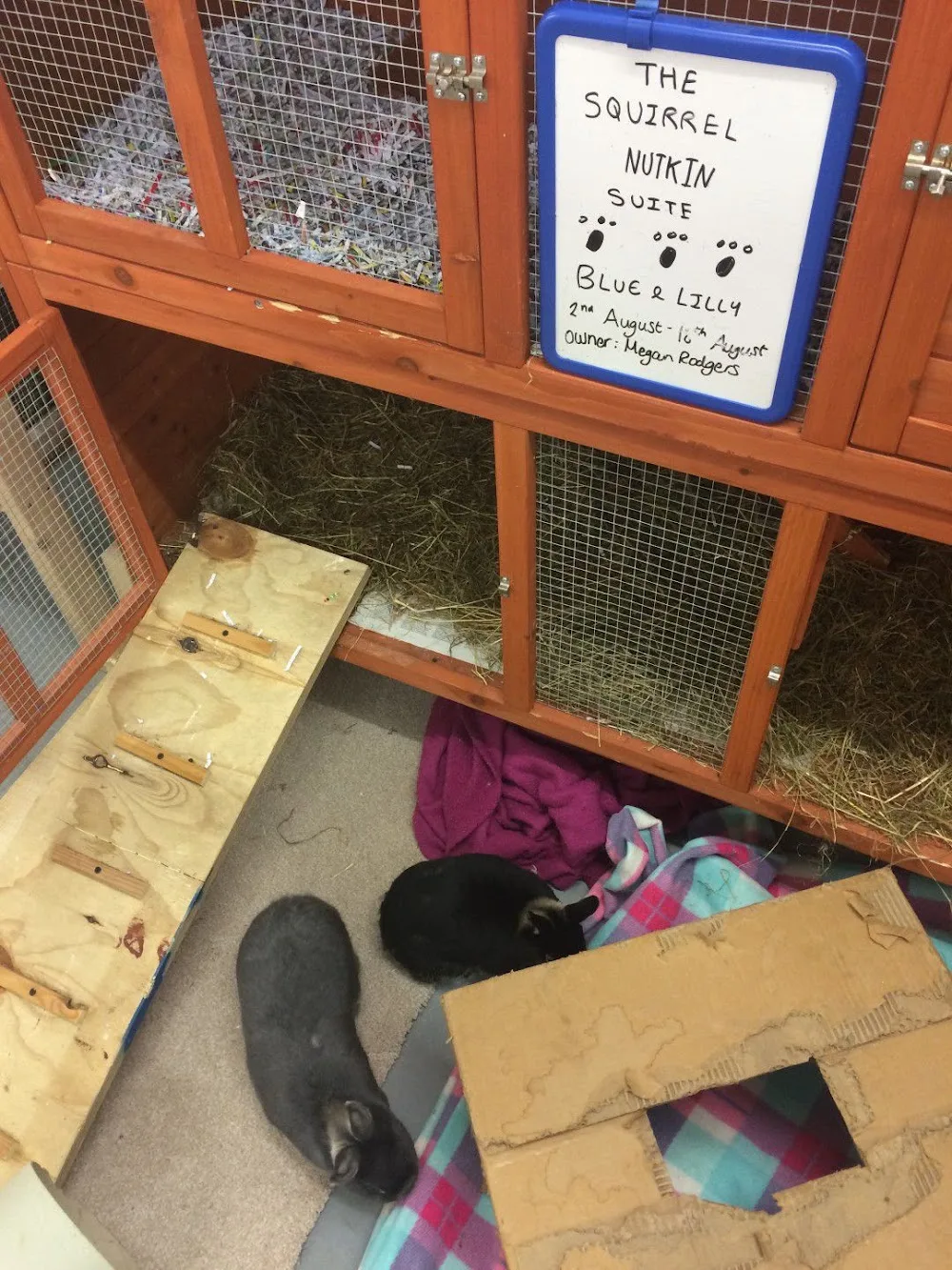 Hawthorne Bunny and Small Pet Hotel - Staffordshire pet otel görseli 3