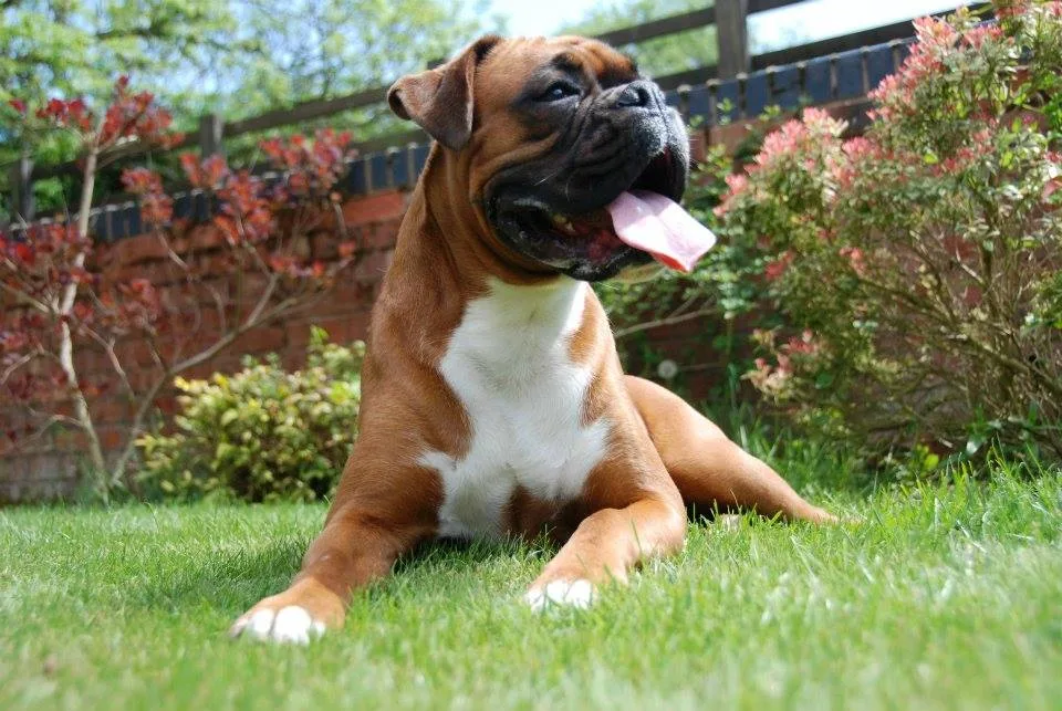 Highwood Boarding Kennels Ltd. - Staffordshire pet otel