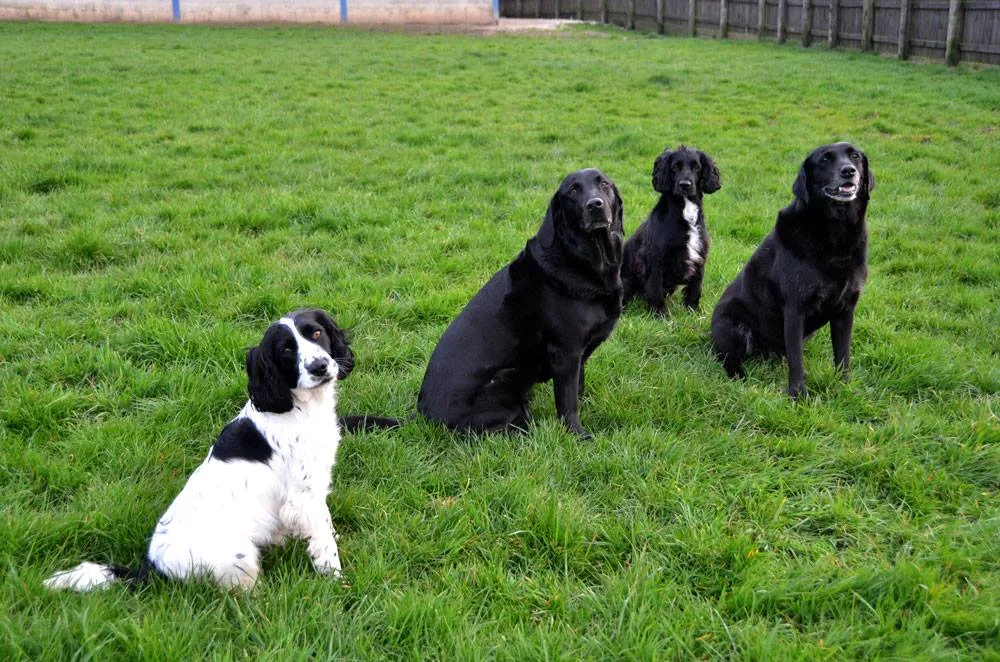 Highwood Boarding Kennels Ltd. - Staffordshire pet otel görseli 3
