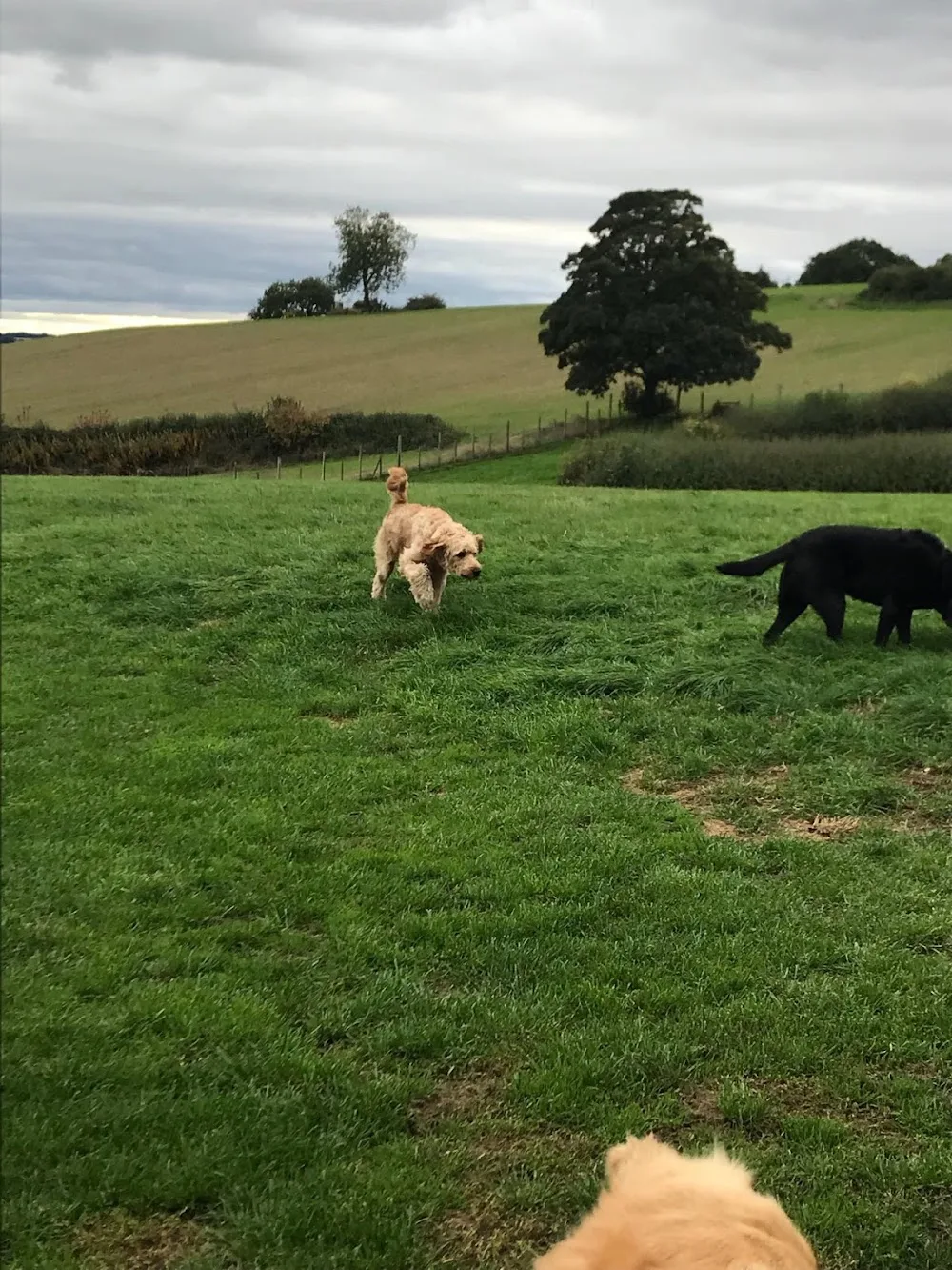 Holme From Home Boarding Kennels - Staffordshire pet otel
