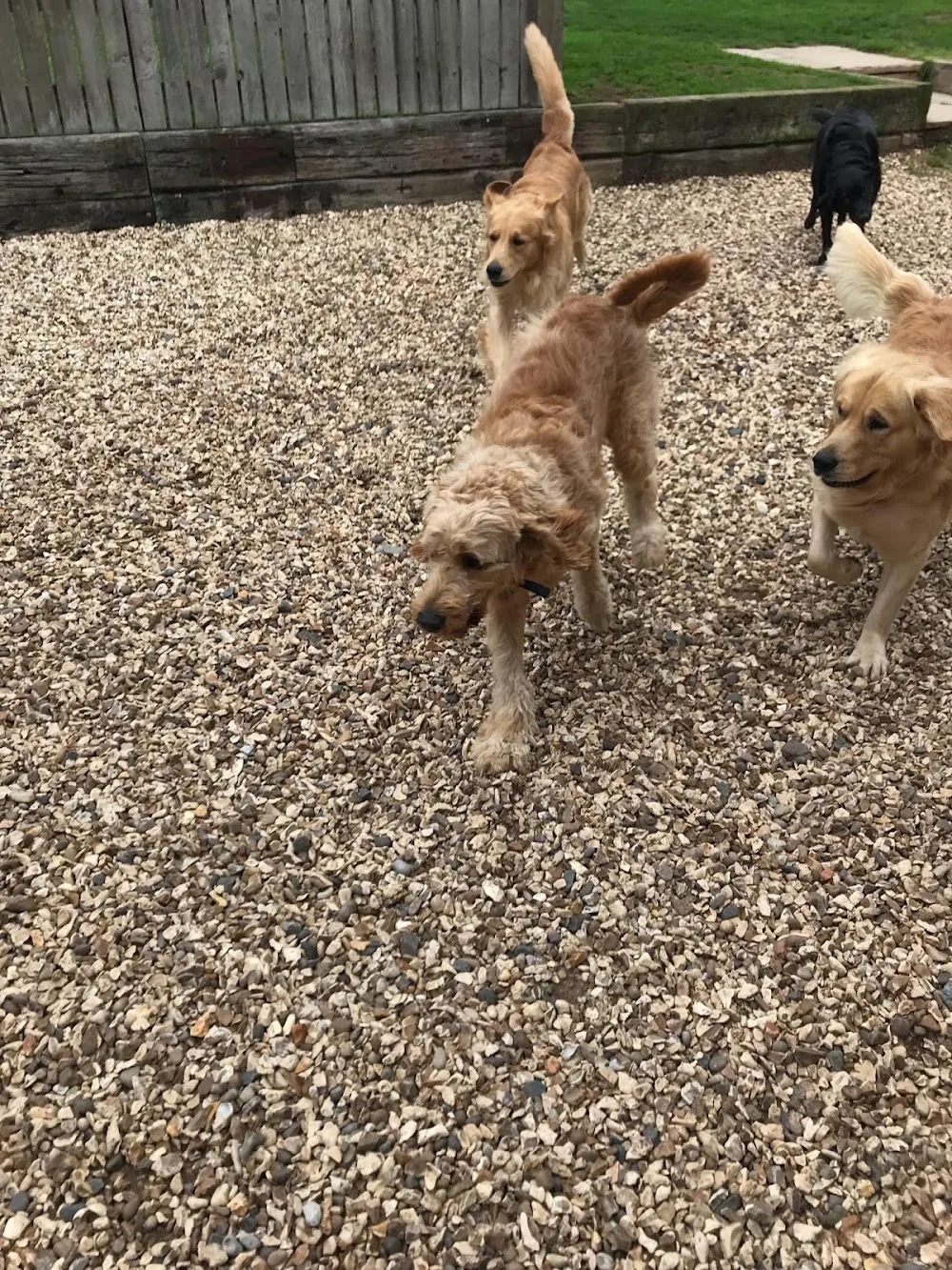 Holme From Home Boarding Kennels - Staffordshire pet otel görseli 3