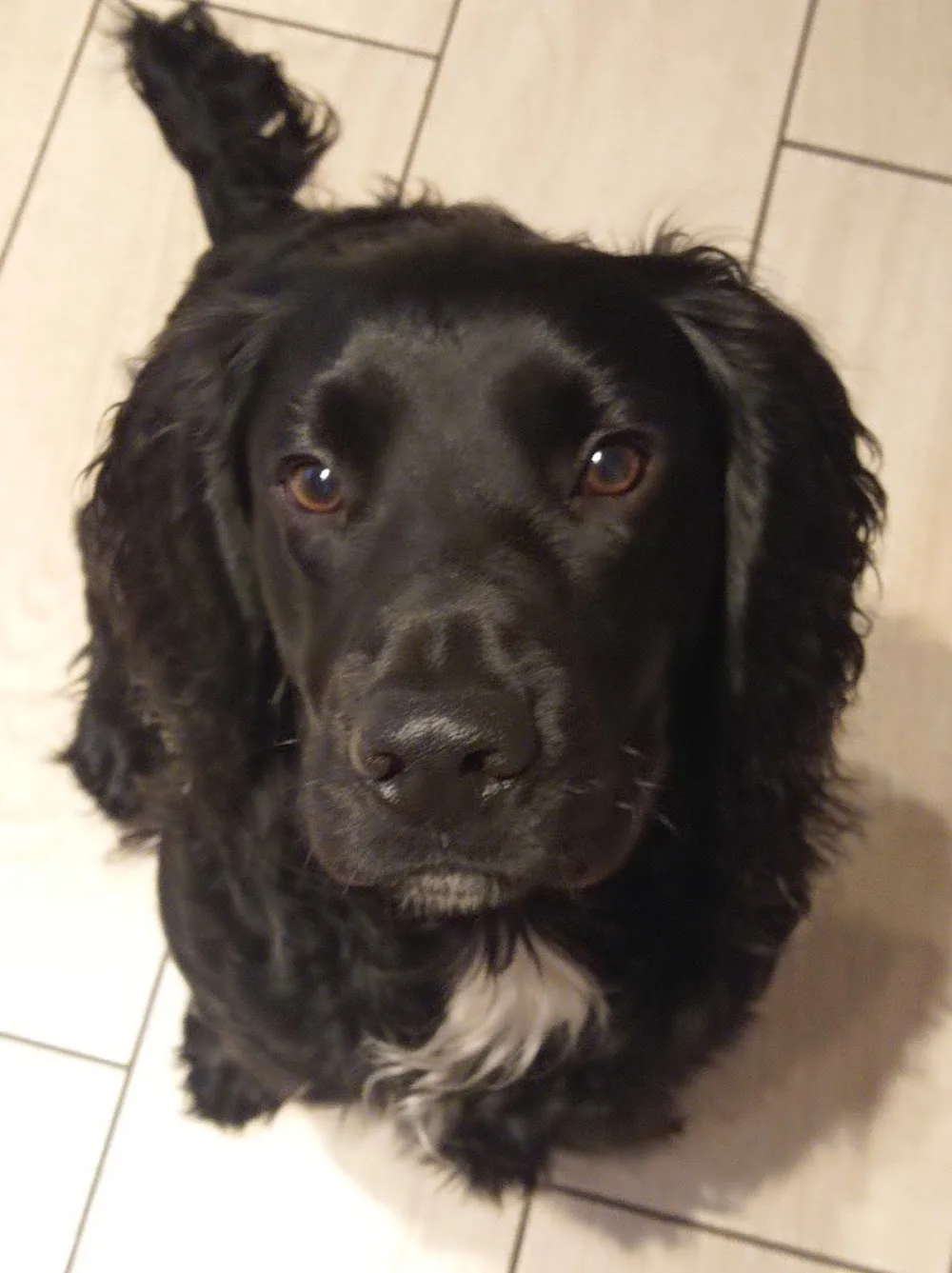 Kozee Kennels - Staffordshire pet otel
