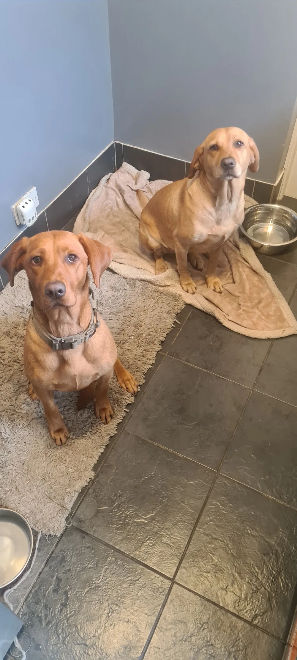 Kozee Kennels - Staffordshire pet otel görseli 3
