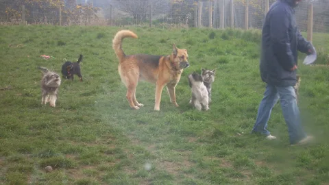Ladyview Kennels - Staffordshire pet otel