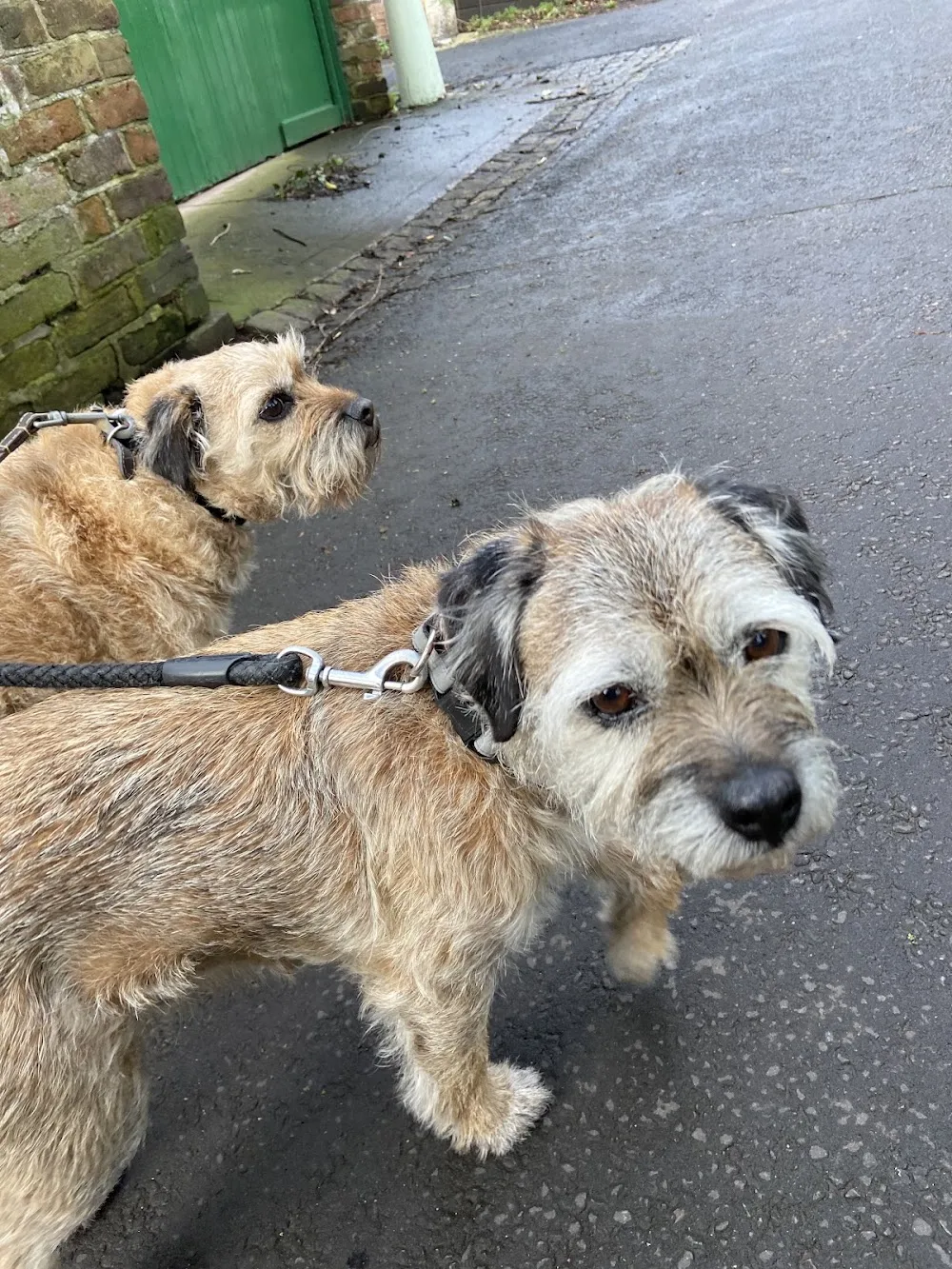 Little Whiskers Dog Walking & Small Pet Boarding Service - Staffordshire pet otel görseli 3