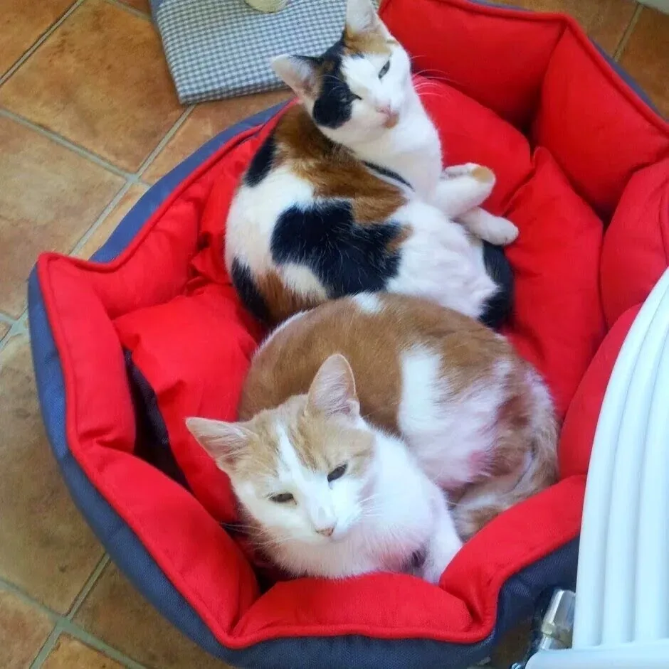 Mere Moggies Cattery - Staffordshire pet otel görseli 5