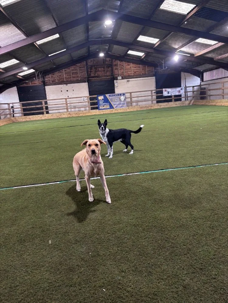 Salthouse Pet Boarding - Staffordshire pet otel