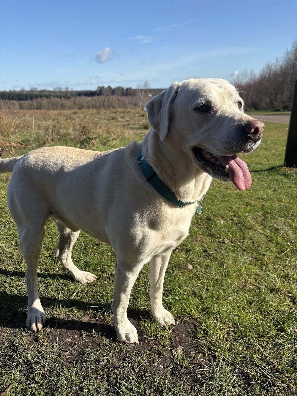 Tailored Tails - Staffordshire pet otel