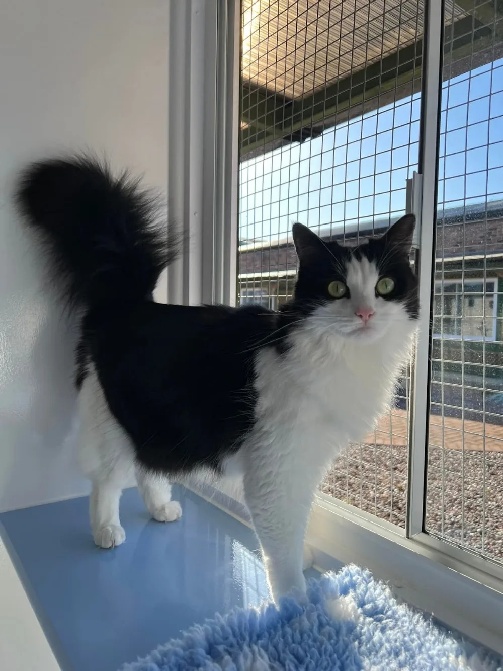 The Grove Luxury Cat Hotel - Staffordshire pet otel