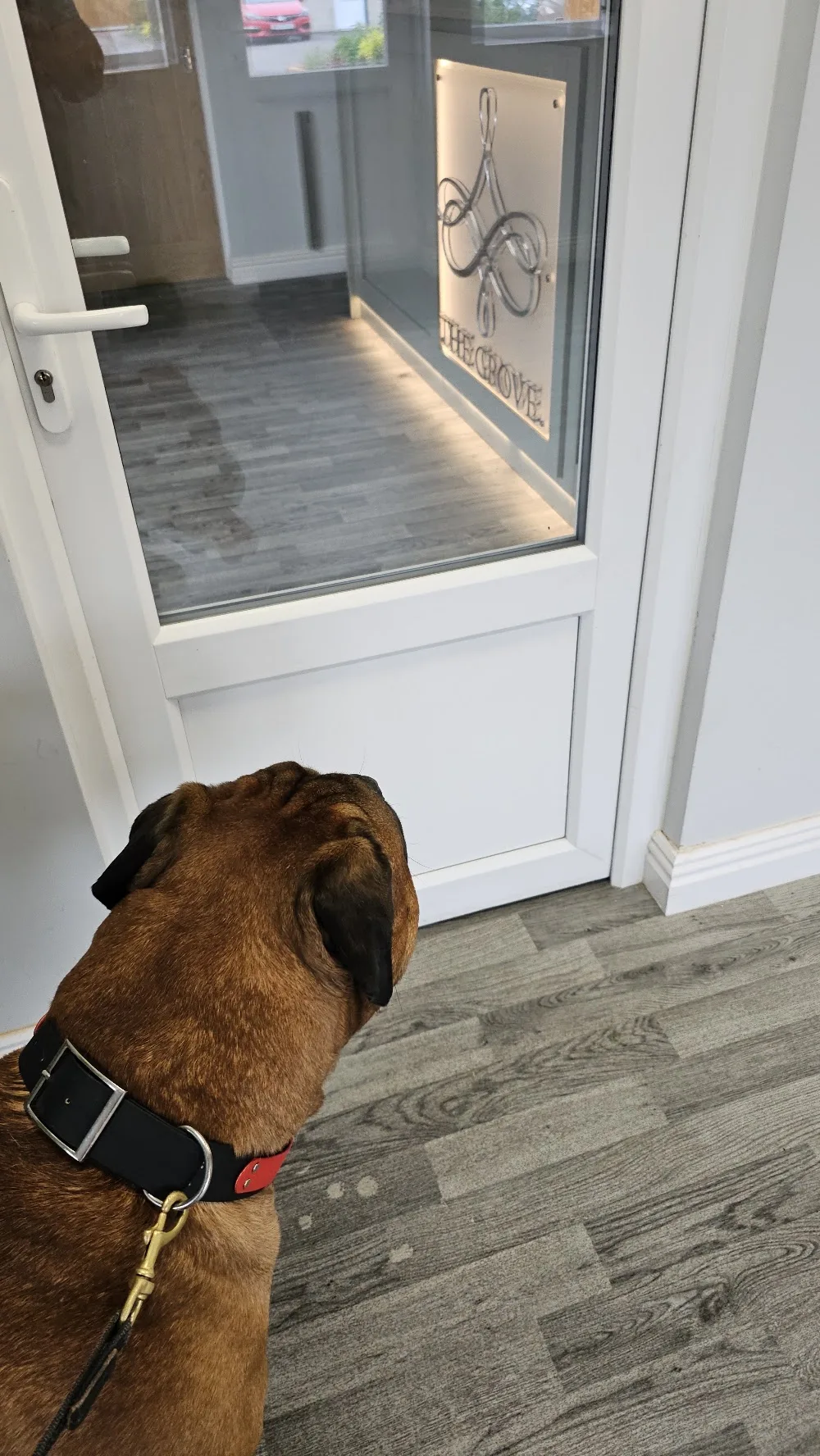 The Grove Luxury Dog Boarding - Staffordshire pet otel görseli 3