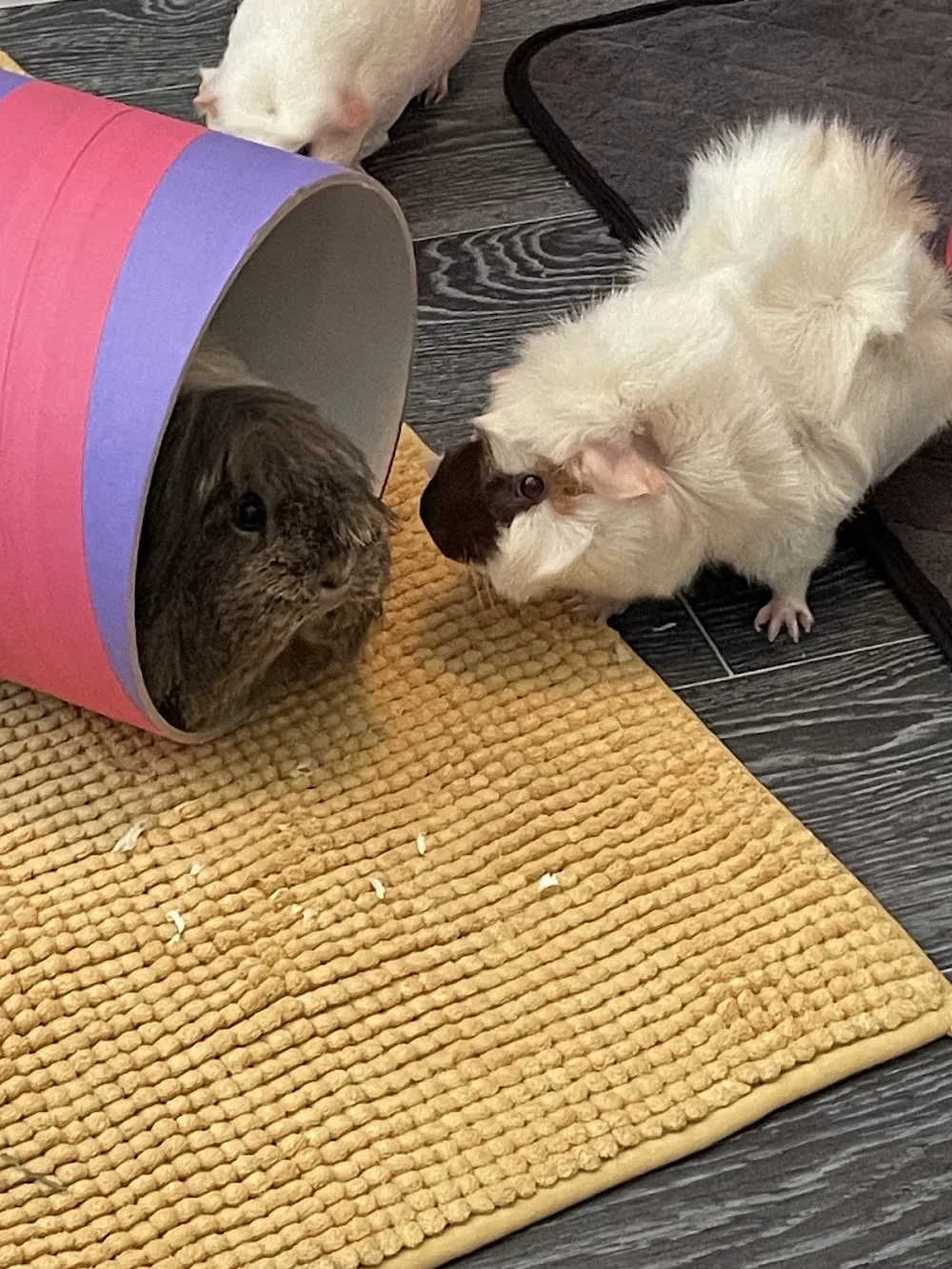 The Sanctuary: Small Pet Boarding - Staffordshire pet otel