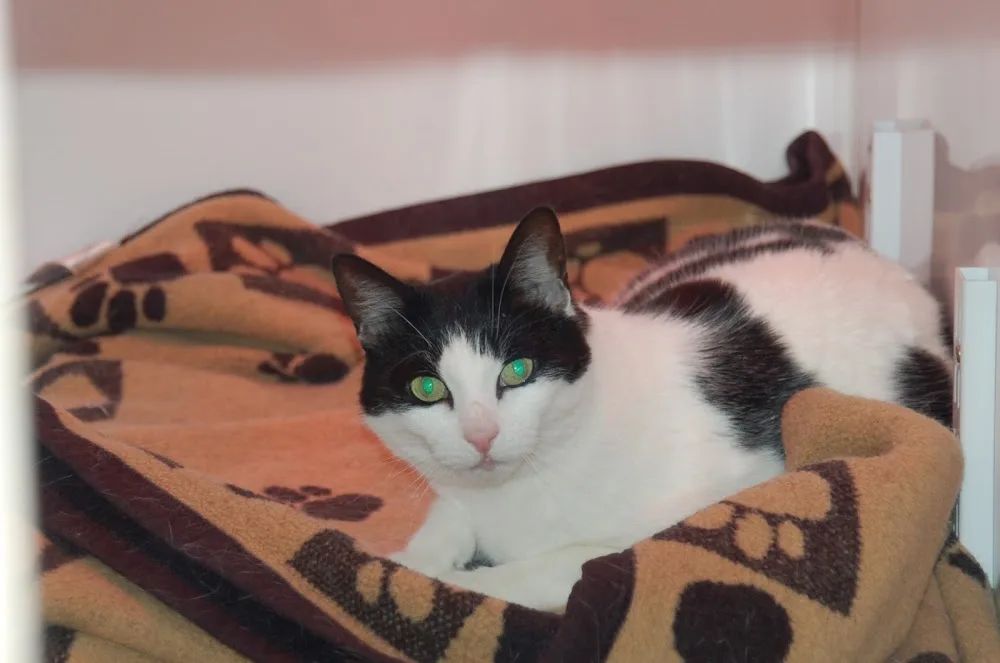 Valley View Cattery - Staffordshire pet otel