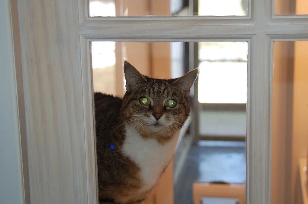 Valley View Cattery - Staffordshire pet otel görseli 3