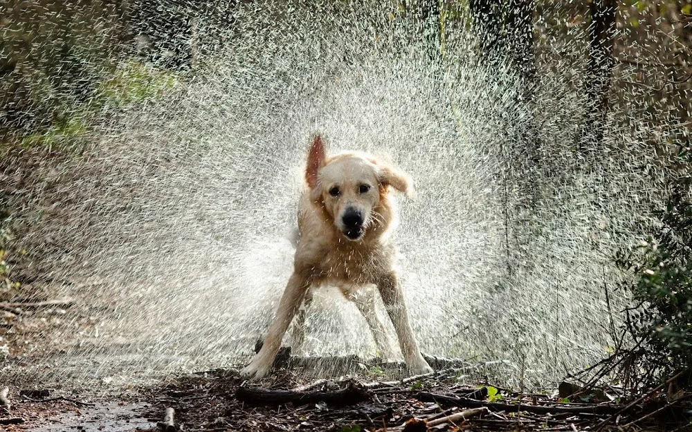 Wags On Walks - Staffordshire pet otel
