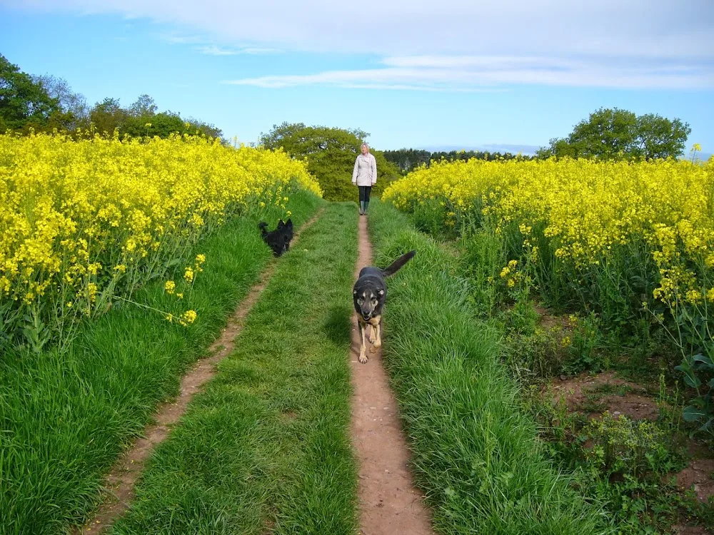 Wags On Walks - Staffordshire pet otel görseli 3