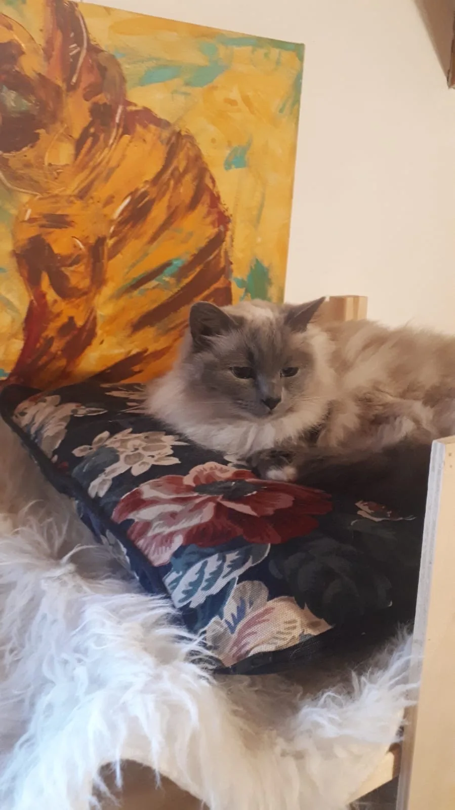 Katzenhotel Muskat - Stemmen pet otel görseli 3