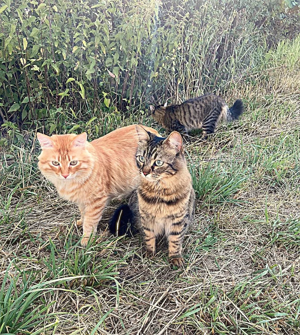 Katzenpension Samtpfötchen Ingolstadt - Stemmen pet otel